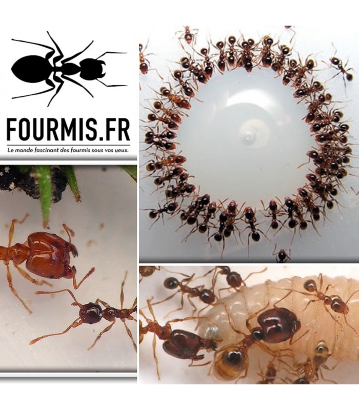 Le monde fascinant des fourmis - France Bleu