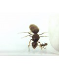 colonie de fourmis lasius niger facile à élever